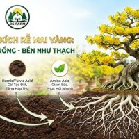 kích rễ mai vàng
