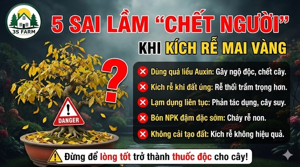 Lưu ý khi dùng thuốc kích rễ mai vàng
