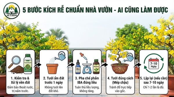 Hướng Dẫn Chi Tiết Cách Dùng Auxin IBA Kích Rễ Mai Vàng