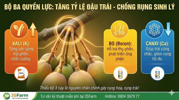 Vai trò quan trọng của Kali – Bo – Canxi