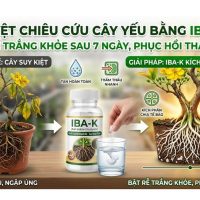 cách sử dụng auxin iba