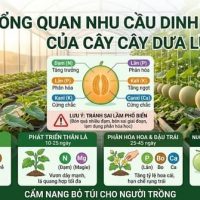Bón Phân Cho Dưa Lưới