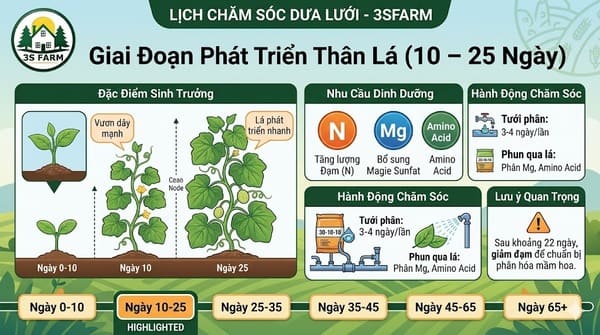 Giai Đoạn Phát Triển Thân Lá (10 – 25 Ngày)