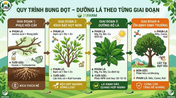 Quy Trình Bung Đọt – Dưỡng Lá Theo Từng Giai Đoạn