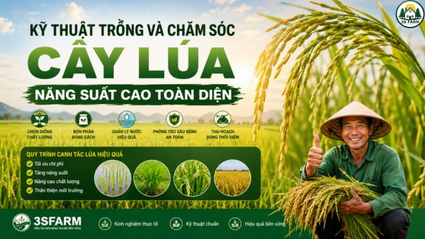 Kỹ thuật chăm sóc và bón phân cho cây lúa nước đạt năng suất cao