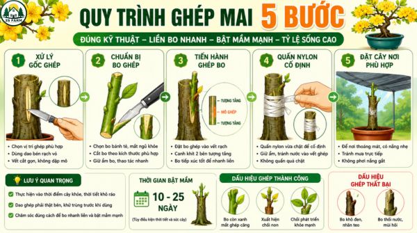 Hướng Dẫn Cách Ghép Mai Vàng Từng Bước