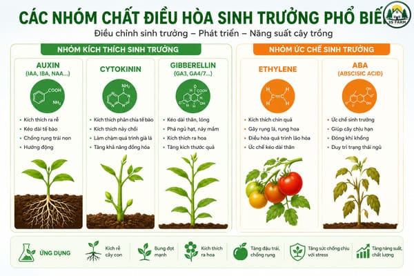 Các nhóm chất điều hòa sinh trưởng phổ biến