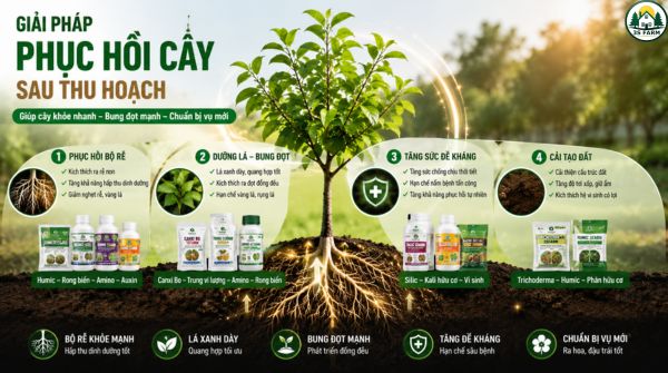 Giải Pháp Phục Hồi Cây Sau Thu Hoạch Đạt Hiệu Quả