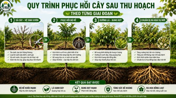Quy Trình Phục Hồi Cây Sau Thu Hoạch Theo Từng Giai Đoạn