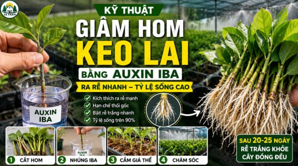 Kỹ Thuật Giâm Hom Keo Lai Bằng Auxin IBA Hiệu Quả, Tỷ Lệ Sống Cao
