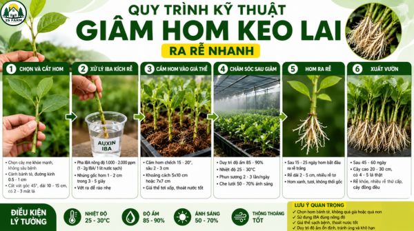 Quy Trình Kỹ Thuật Giâm Hom Keo Lai Ra Rễ Nhanh