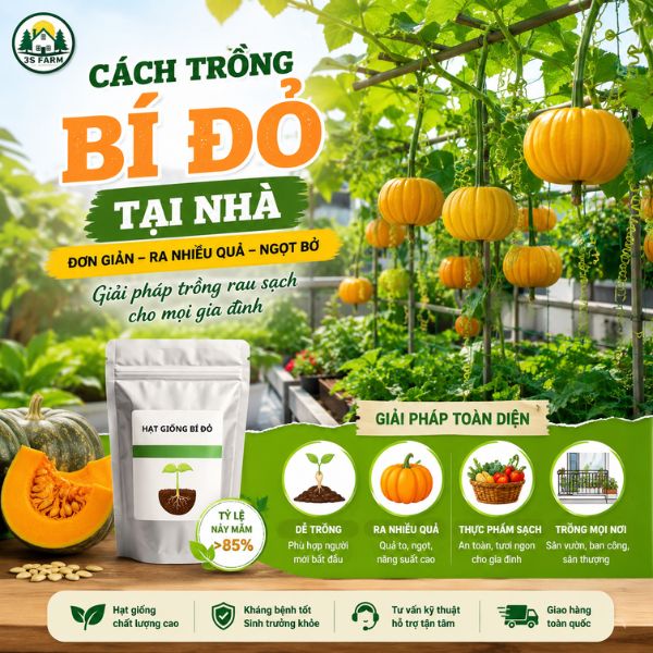 hạt giống bí đỏ