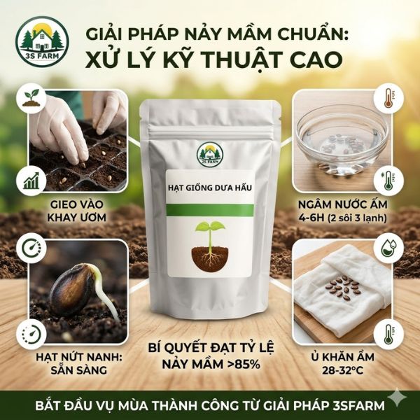 hạt giống dưa hấu