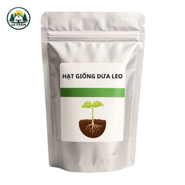 Cách Gieo Hạt Giống Dưa Leo Nảy Mầm Đều, Năng Suất Cao