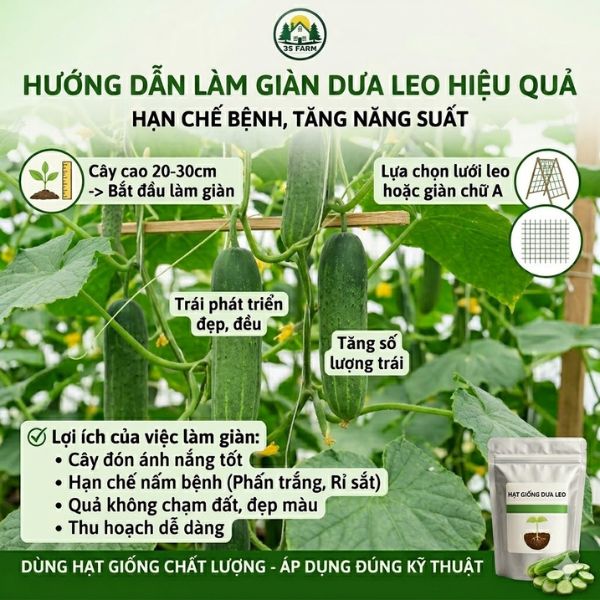 hạt giống dưa leo