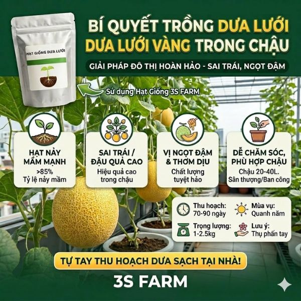 hạt giống dưa lưới