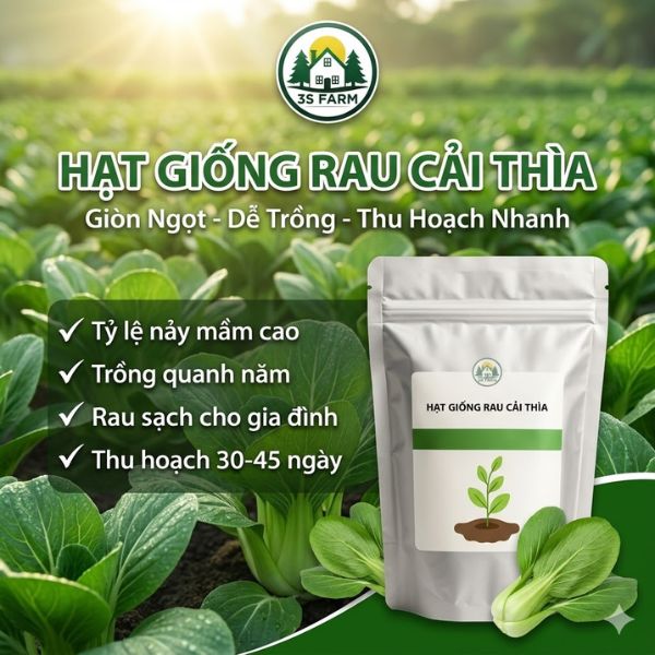 Hạt Giống Rau Cải Thìa