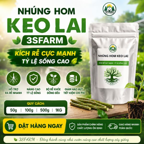 thuốc giâm hom keo lai