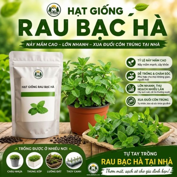 Hạt Giống Rau Bạc Hà - Tỷ Lệ Nảy Mầm Cao, Dễ Trồng Tại Nhà
