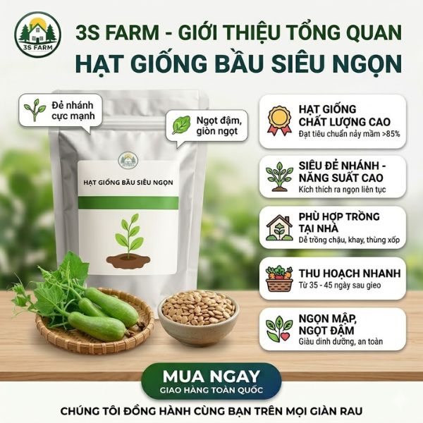 hạt giống bầu siêu ngọn