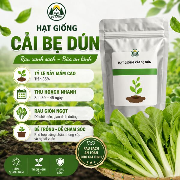 hạt giống cải bẹ dún