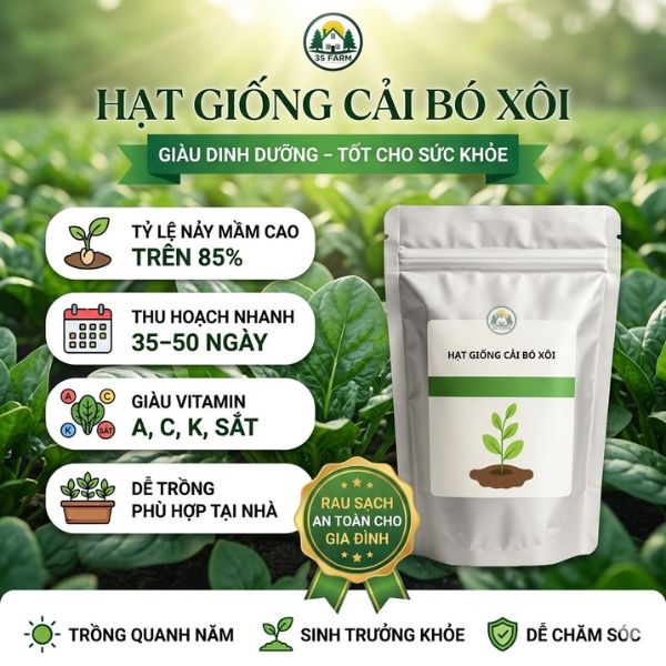 hạt giống cải bó xôi