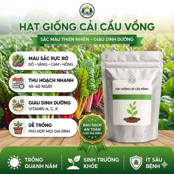 hạt giống cải cầu vồng