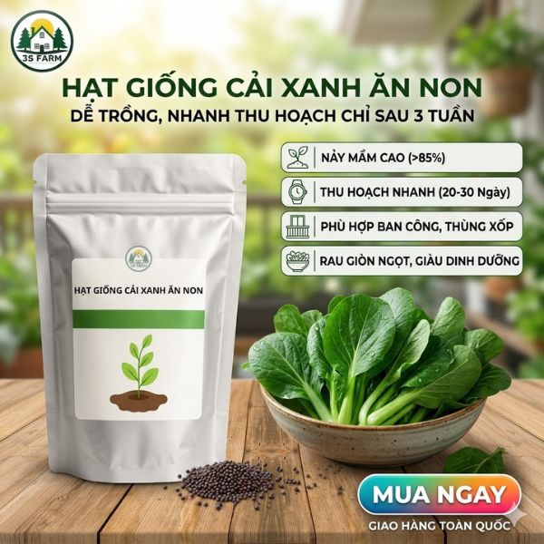 hạt giống cải xanh ăn non