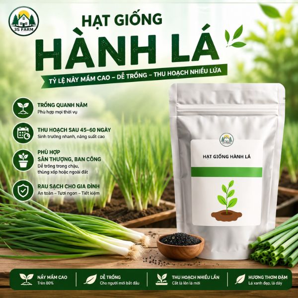 hạt giống hành lá