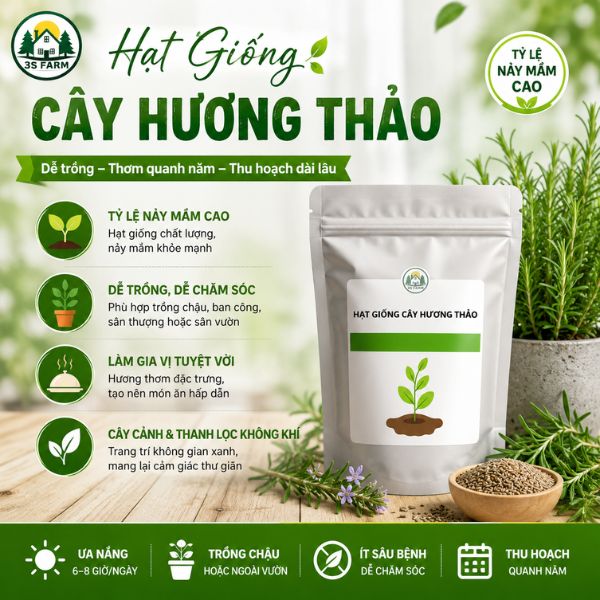 hạt giống hương thảo