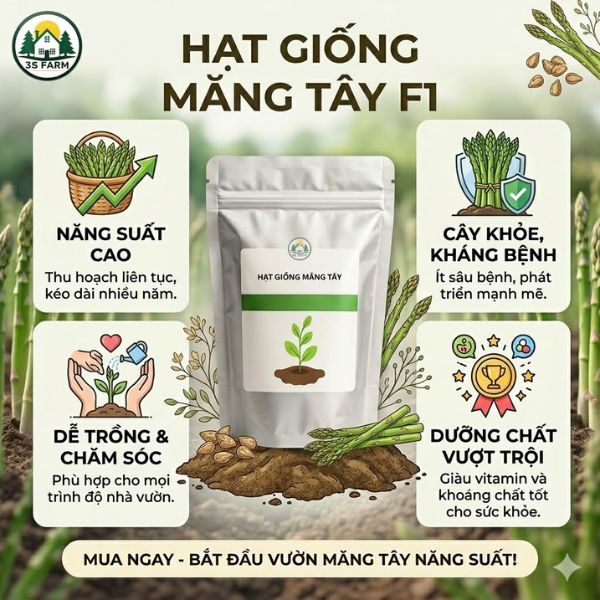 hạt giống măng tây