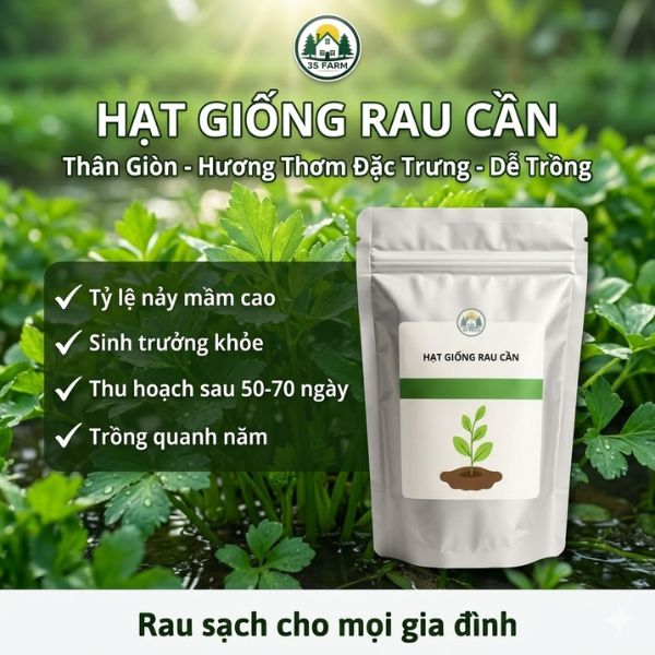 Hạt Giống Rau Cần - Tỷ Lệ Nảy Mầm Cao, Dễ Trồng Tại Nhà