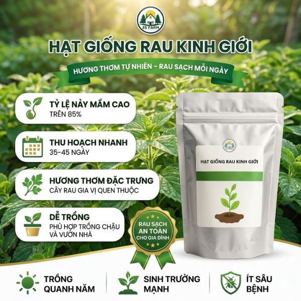 hạt giống rau kinh giới