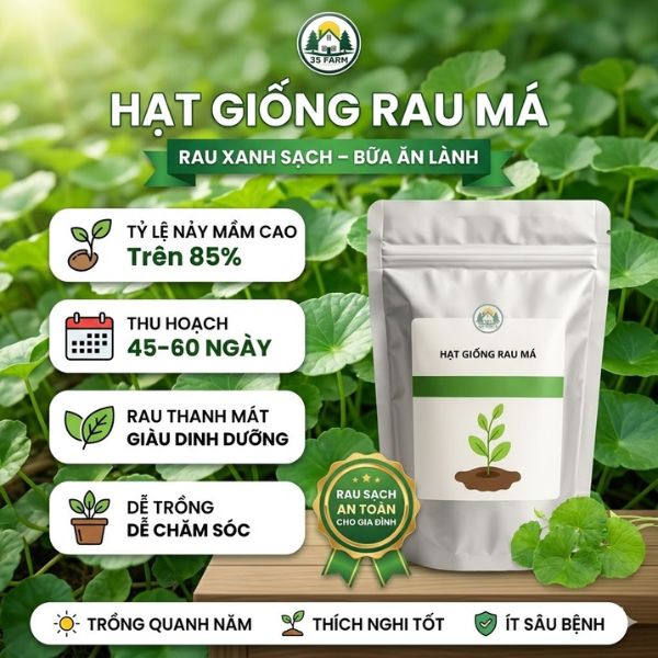 hạt giống rau má