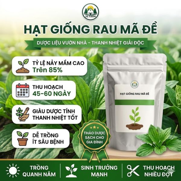 hạt giống rau mã đề