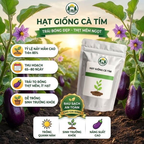 Hạt giống cà tím