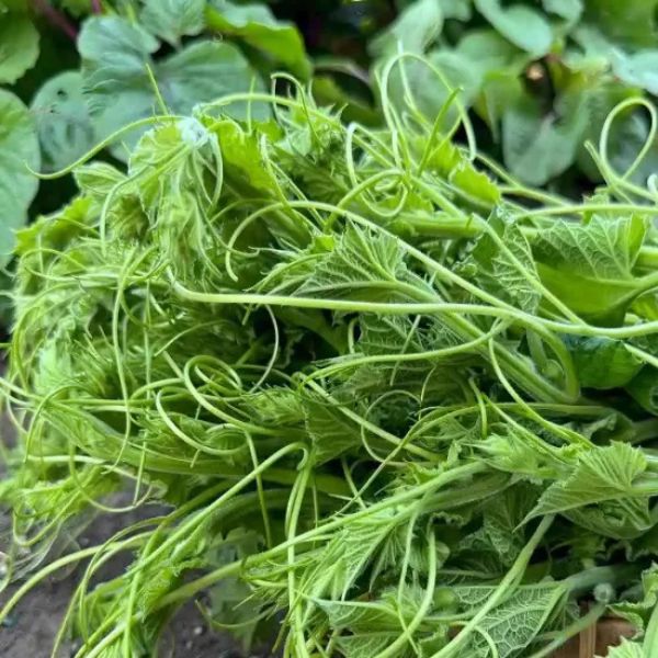 Hạt Giống Bầu Siêu Ngọn – Nảy Mầm Cao, Cho Nhiều Đọt Non, Dễ Trồng