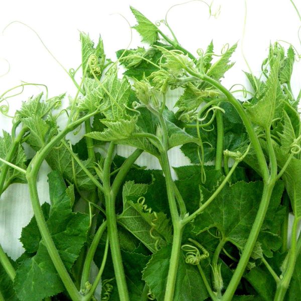 Hạt Giống Bí Siêu Ngọn – Dễ Trồng, Thu Hoạch Liên Tục, Năng Suất Cao
