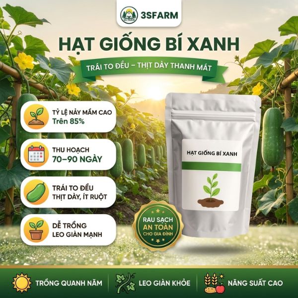 hạt giống bí xanh