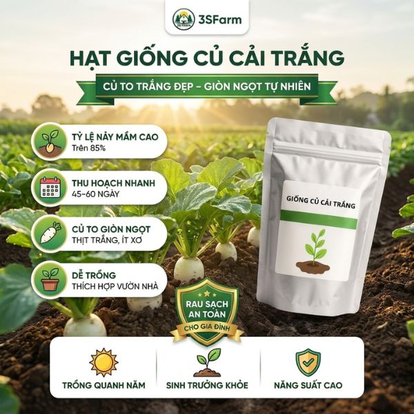 hạt giống củ cải trắng