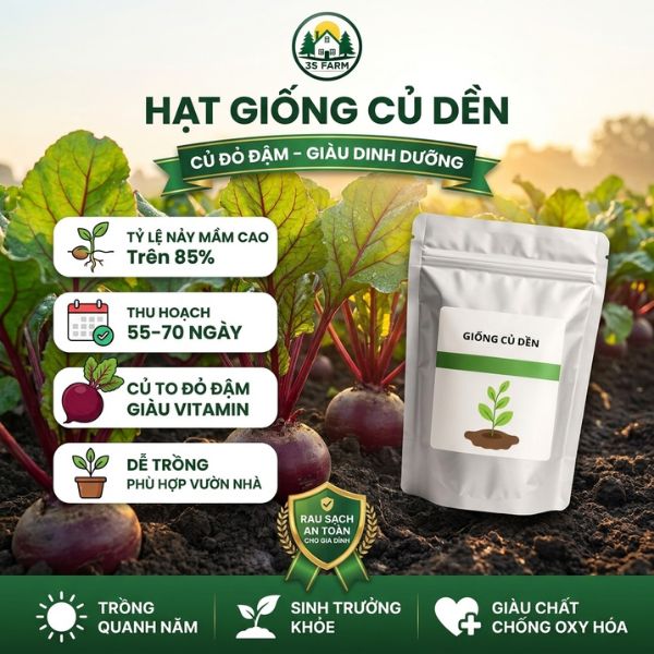 hạt giống củ dền