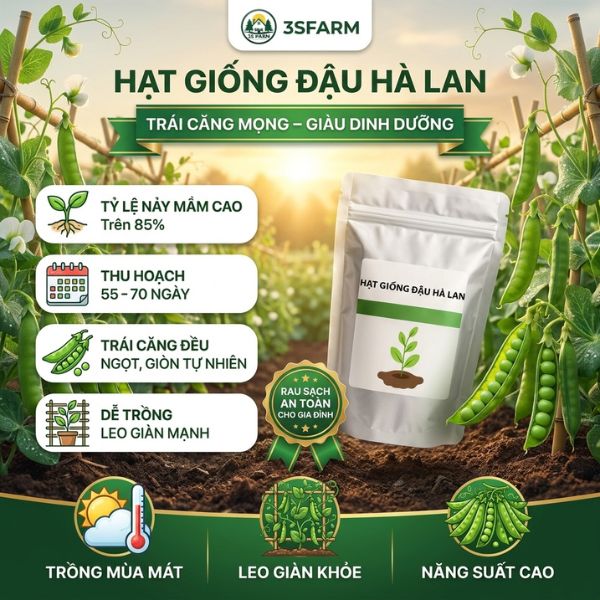 hạt giống đậu hà lan