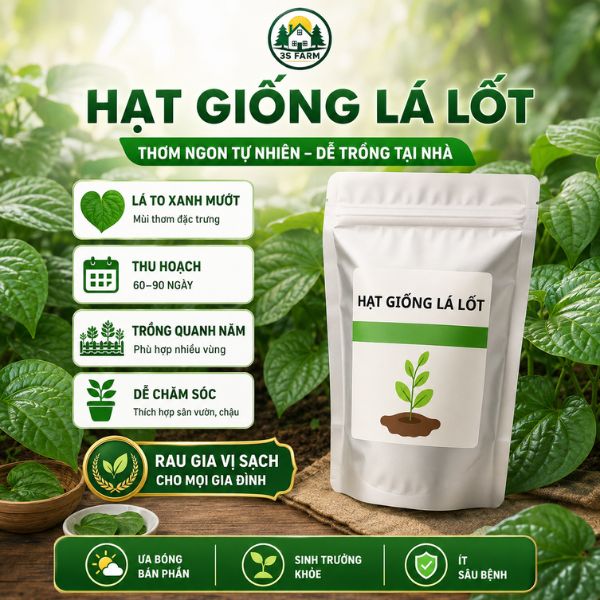 hạt giống lá lốt