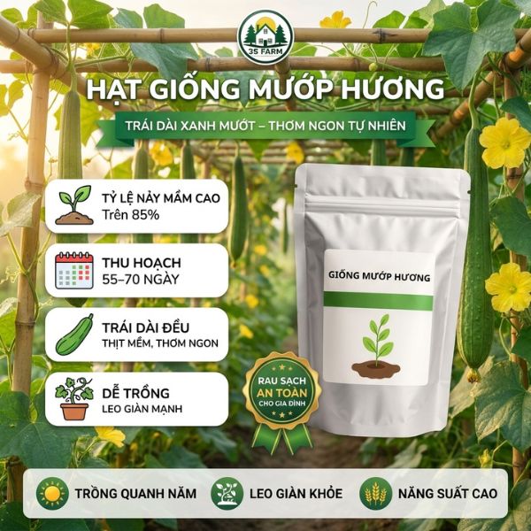 hạt giống mướp hương