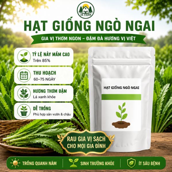 Hạt Giống Ngò Ngai