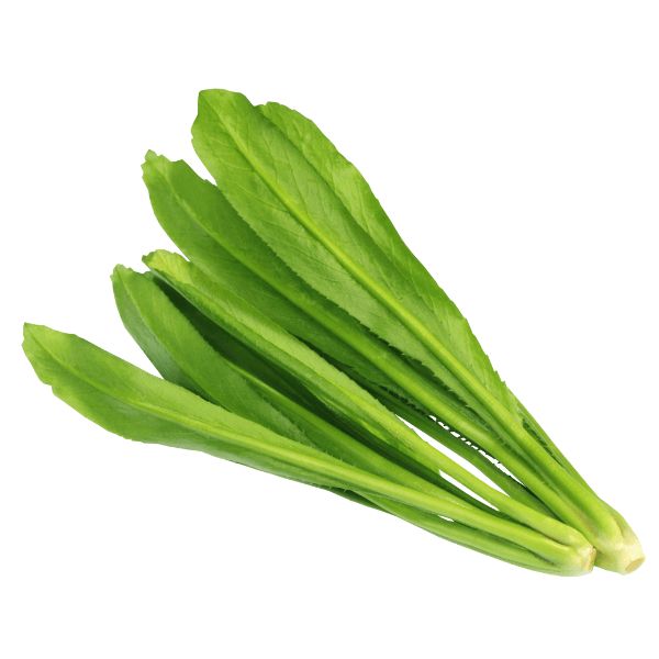 Hạt Giống Ngò Gai (Mùi Tàu, Ngò Ngai) – Dễ Trồng, Thơm Đậm, Thu Hoạch Quanh Năm