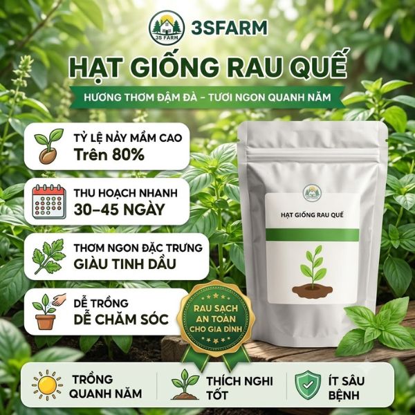 Hạt Giống Rau Quế