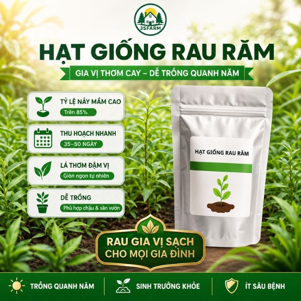 hạt giống rau răm