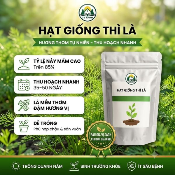 hạt giống thì là