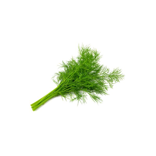 Hạt Giống Thì Là – Tỷ Lệ Nảy Mầm Cao, Dễ Trồng, Thu Hoạch Nhanh